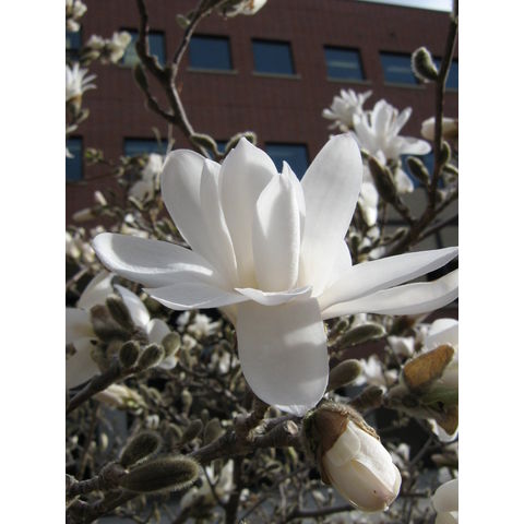 Magnolia stellata, flower