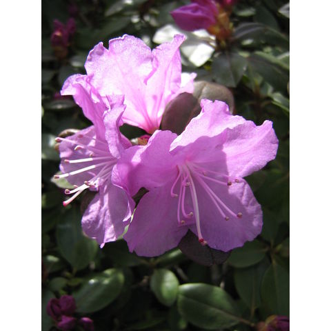 Rhododendron sp.