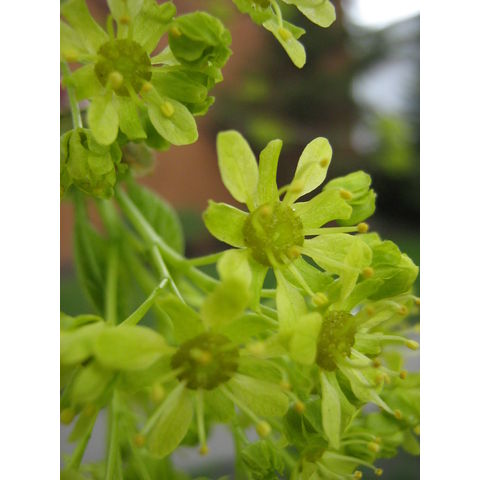 Acer sp.