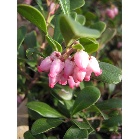 Arctostaphylos sp.