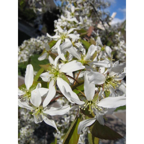 Amelanchier sp.