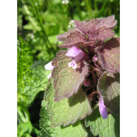 Lamium purpureum