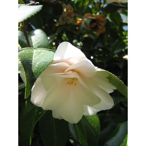 Camellia japinonica cv.