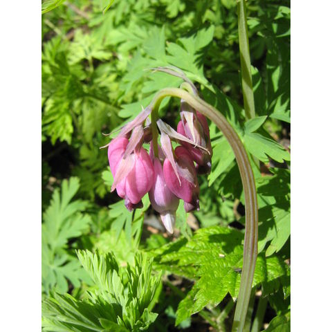 Dicentra sp.