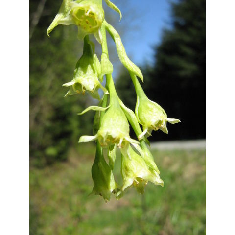 Oemleria cerasiformis