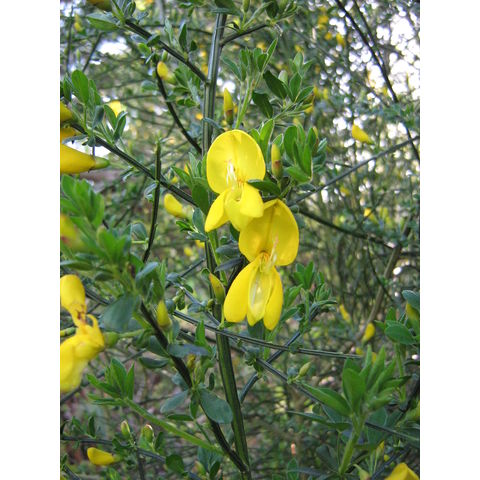 Cytisus sp.