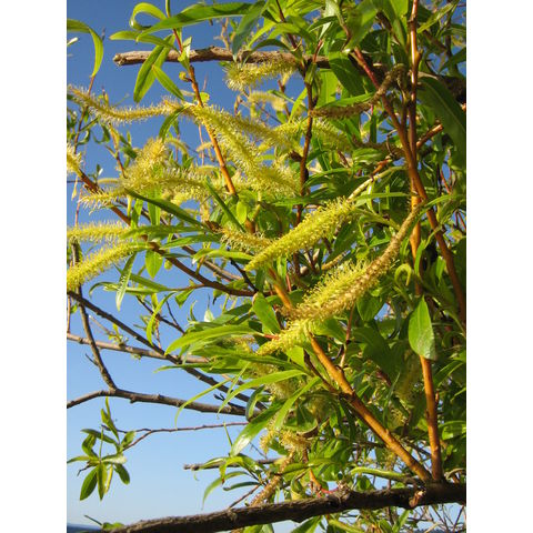 Salix sp.