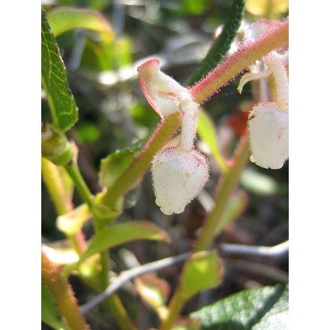 Arctostaphylos columbiana