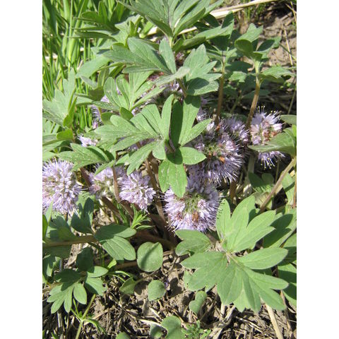 Hydrophyllum capitatum