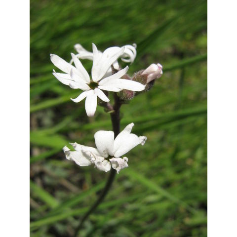 Lithophragma parviflora