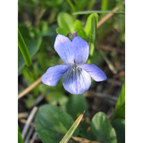Viola sp.