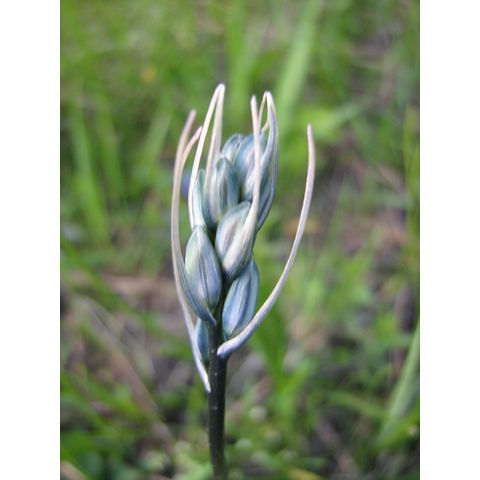Camassia sp.