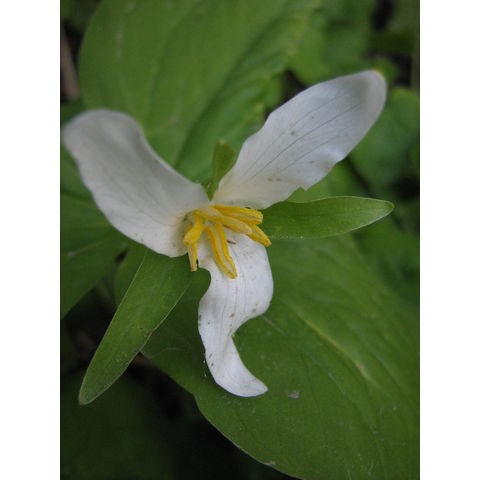 Trillium sp.
