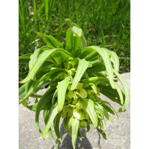 Lithospermum ruderale