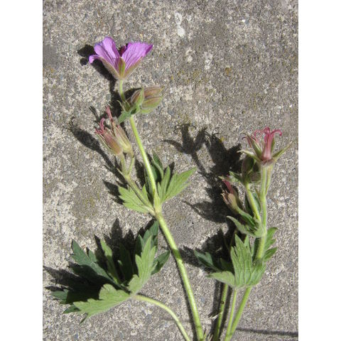 Geranium viscosissimum