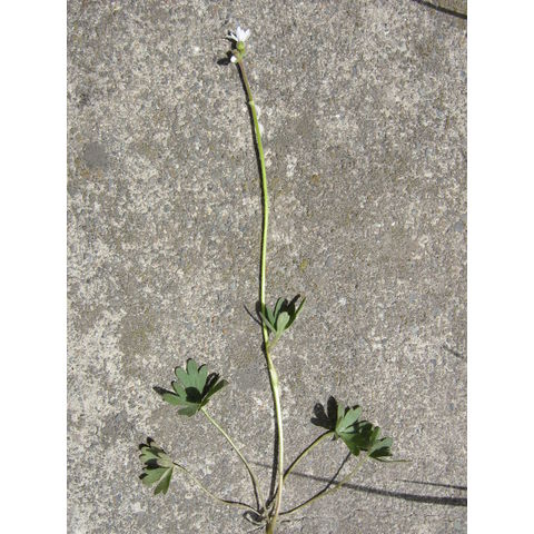 Lithophragma parviflora
