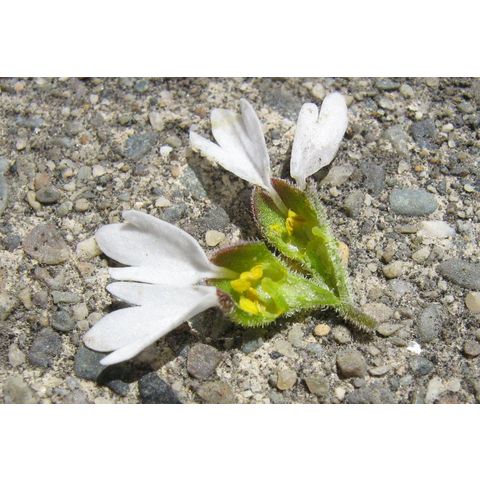 Lithophragma parviflora