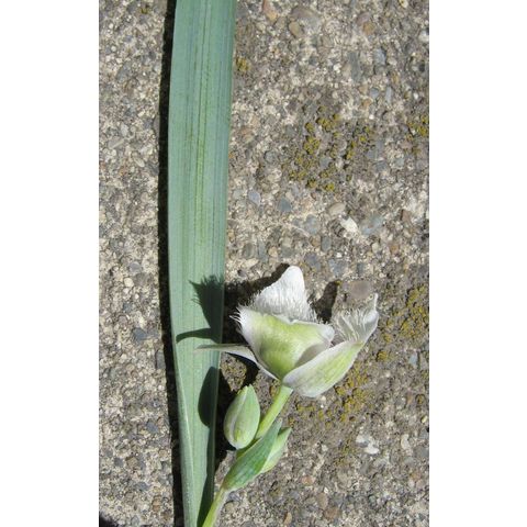 Calochortus sp.