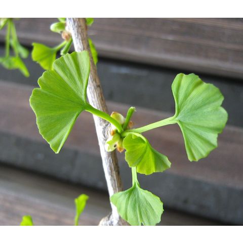Ginkgo biloba