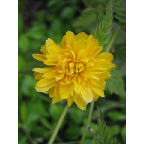 Kerria japonica