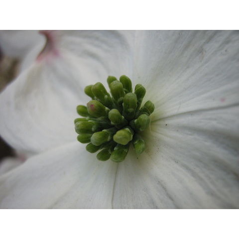 Cornus nuttallii