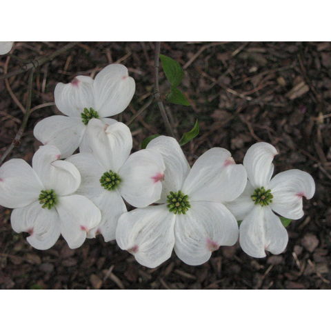 Cornus nuttallii