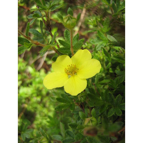 Potentilla fruticosa