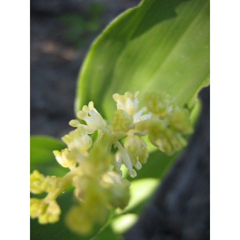 Smilacuna racemosa