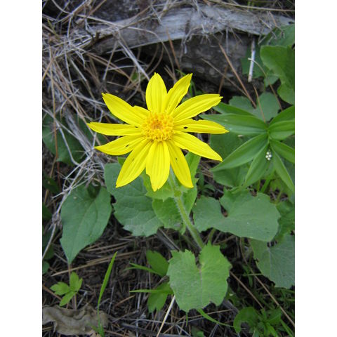 Arnica sp.