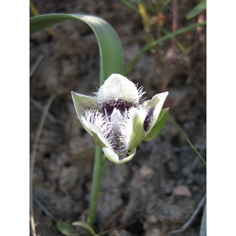 Calochortus sp.