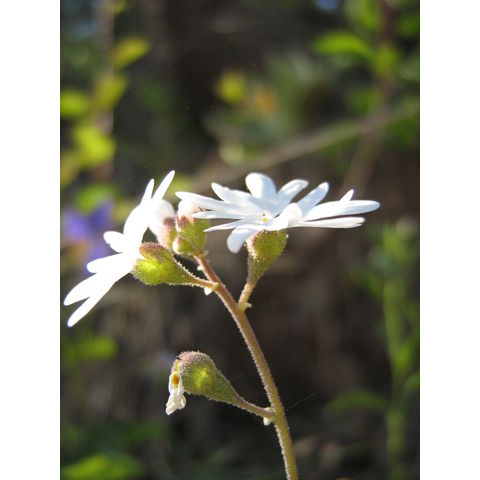 Lithophragma parviflora