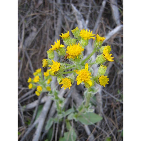 Senecio sp.