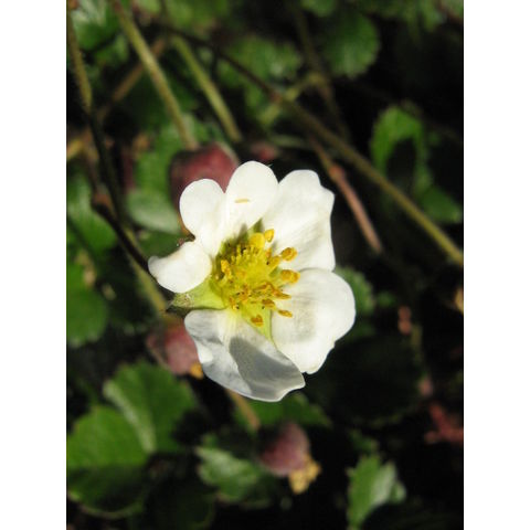 Fragaria chiloensis