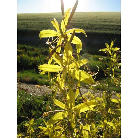 Asphodeline liburnica