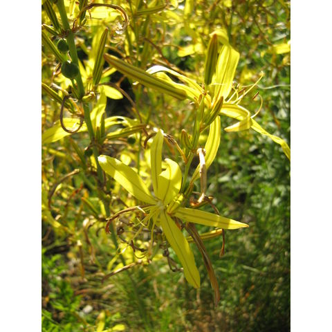 Asphodeline liburnica