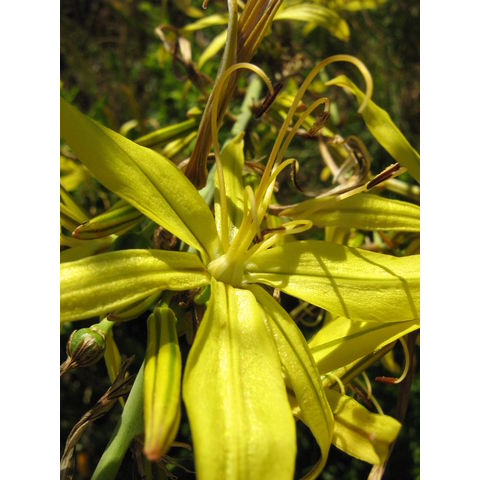 Asphodeline liburnica