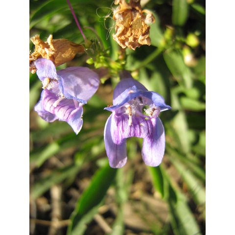 Penstemon strictus