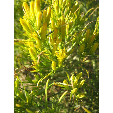 Ericarmeria nauseosus