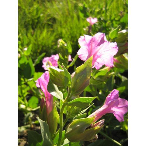Mirabilis multiflora