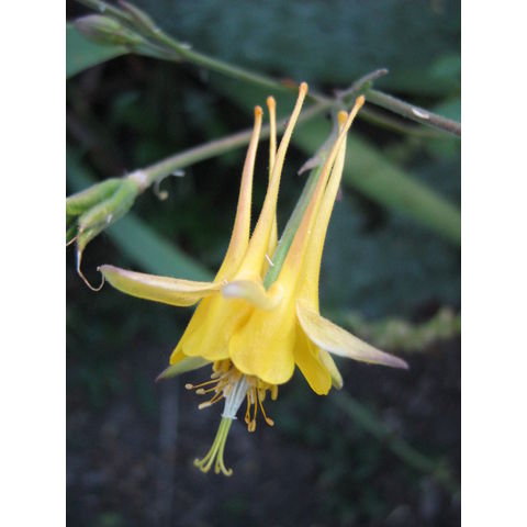 Aquilegia sp.