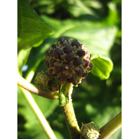 Eleutherococcus sieboldianus