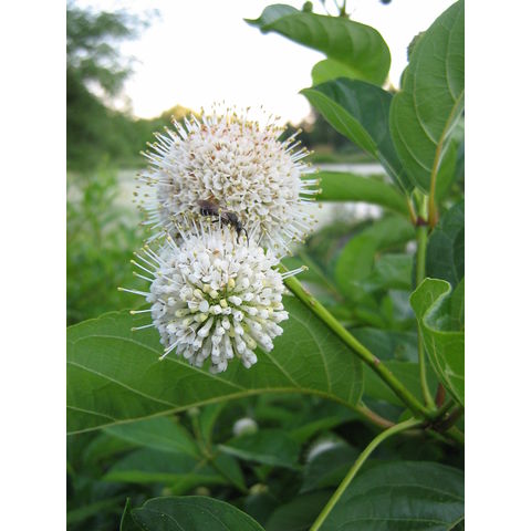 Cephalanthus occidentalis