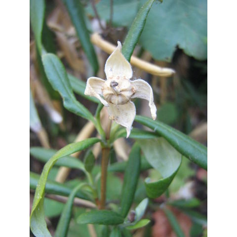 Carpenteria californica