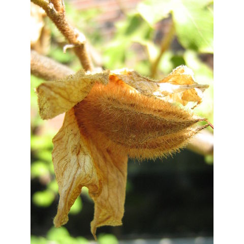 Fremontodendron californicum, fruit