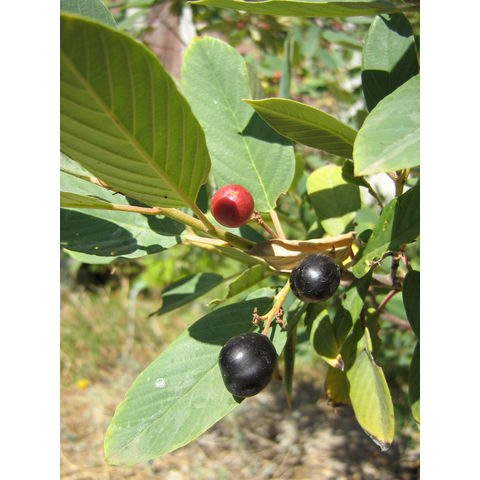 Rhamnus californica