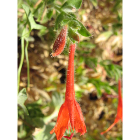 Epilobium canum