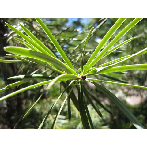 Keteleeria davidiana