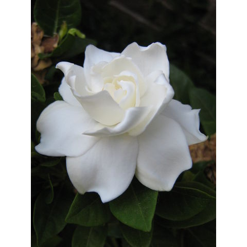 Gardenia