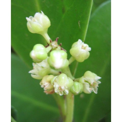 Corynocarpus laevigata