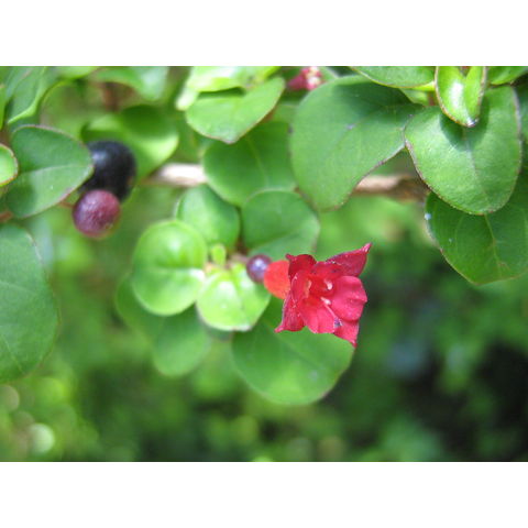 Fuchsia michoacanensis